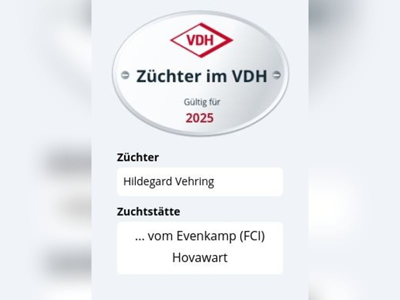 Hovawarte vom Evenkamp - Sieben Rüden suchen ein liebevolles Zuhause!