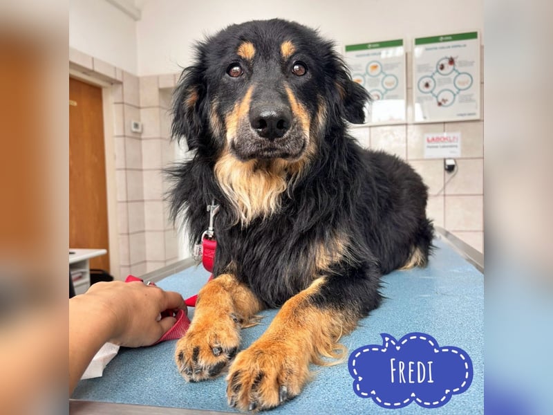 Fredi ein wundervoller Freund fürs Leben