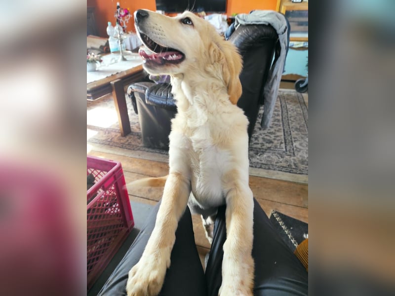 Hovawartpuppie geimpft//gechipt