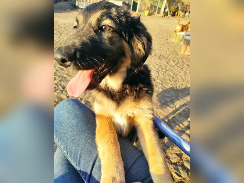 Hovawartpuppie geimpft//gechipt