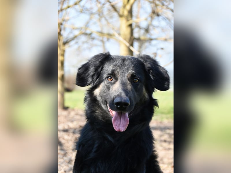 Hovawart-Schäferhund-Mix