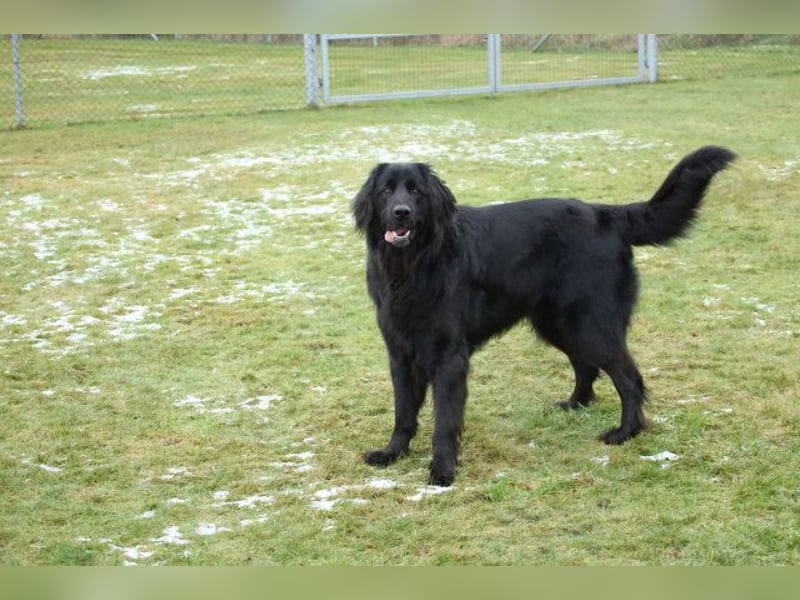 Kopper, Hovawart, Rüde schwarz, 4 Jahre sucht einen neuen Besitzer