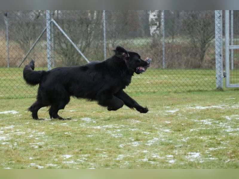Kopper, Hovawart, Rüde schwarz, 4 Jahre sucht einen neuen Besitzer
