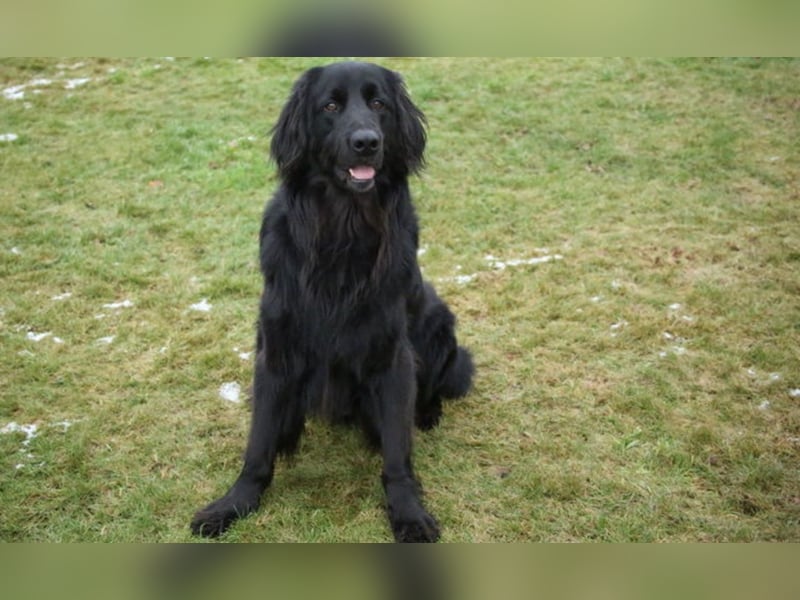 Kopper, Hovawart, Rüde schwarz, 4 Jahre sucht einen neuen Besitzer