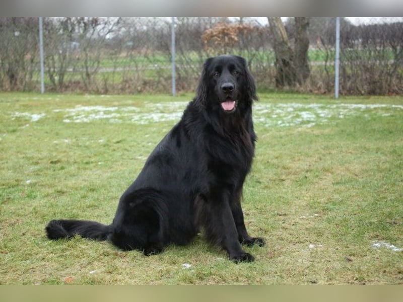 Kopper, Hovawart, Rüde schwarz, 4 Jahre sucht einen neuen Besitzer