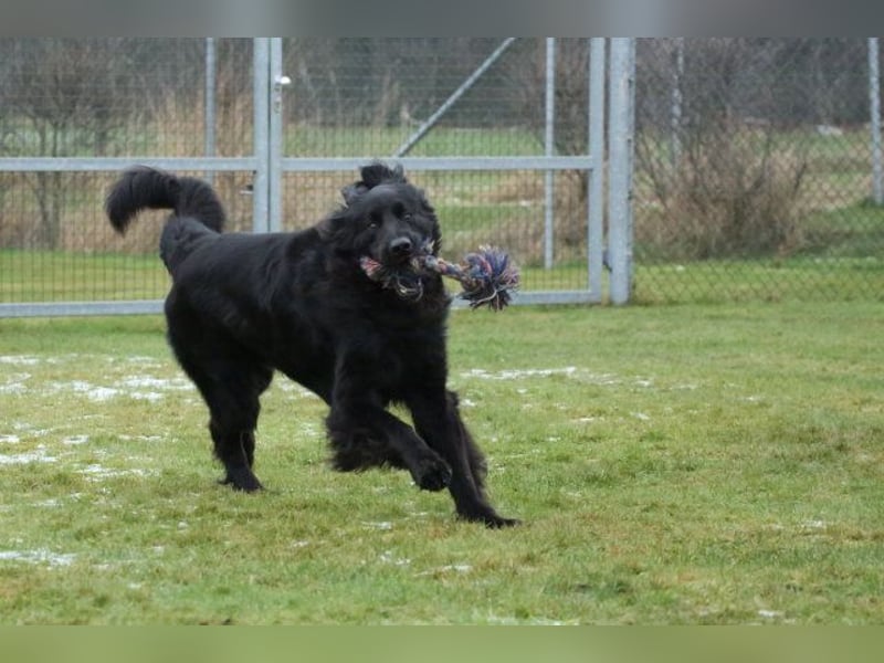 Kopper, Hovawart, Rüde schwarz, 4 Jahre sucht einen neuen Besitzer
