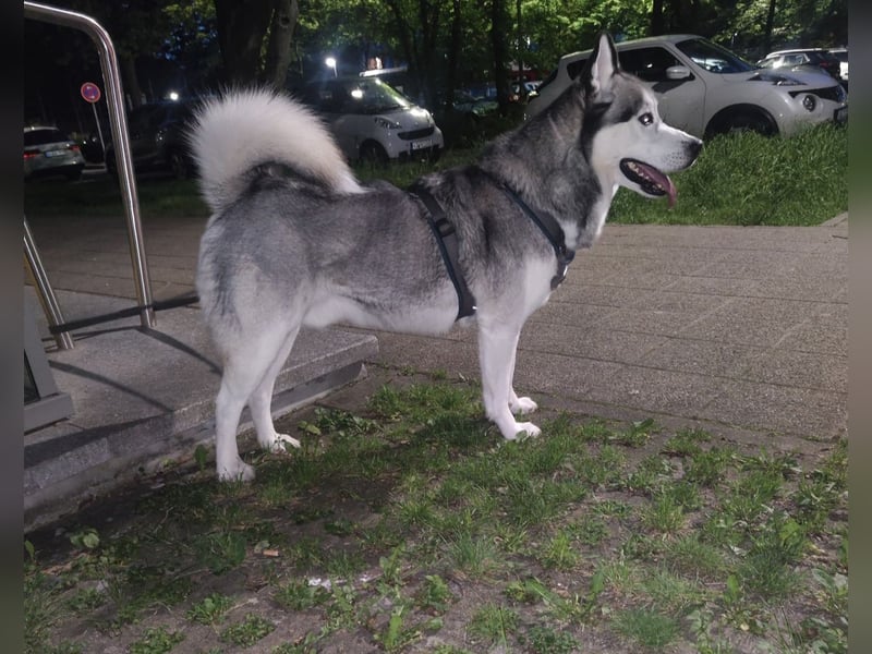 Hunde-Patenschaft