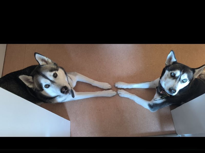 Hunde-Patenschaft