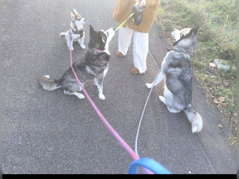 Hunde-Patenschaft