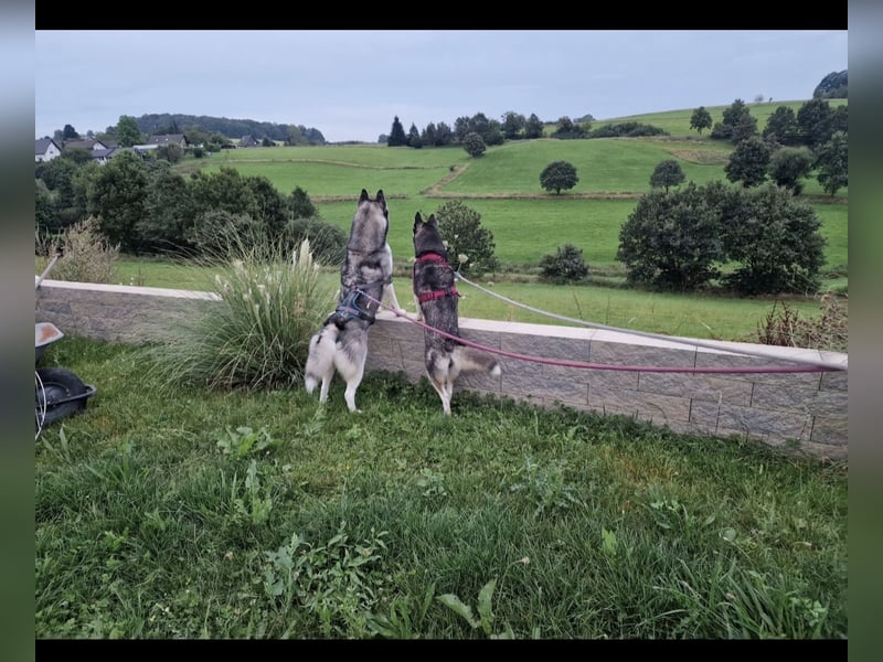 Hunde-Patenschaft