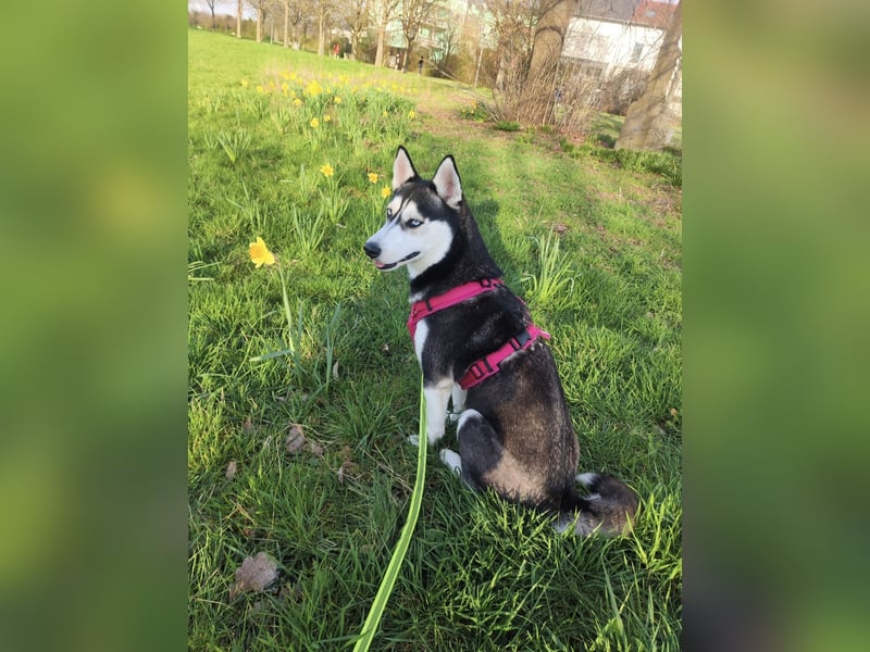 Hunde-Patenschaft