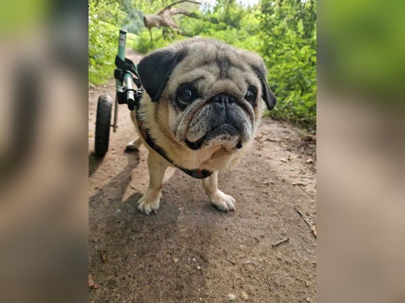 Hunde-Rollwagen / Hunde-Rolli – verstellbar – gebraucht