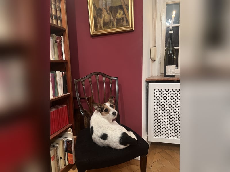 Hundebetreuung /Hundepension Ingelheim am Rhein