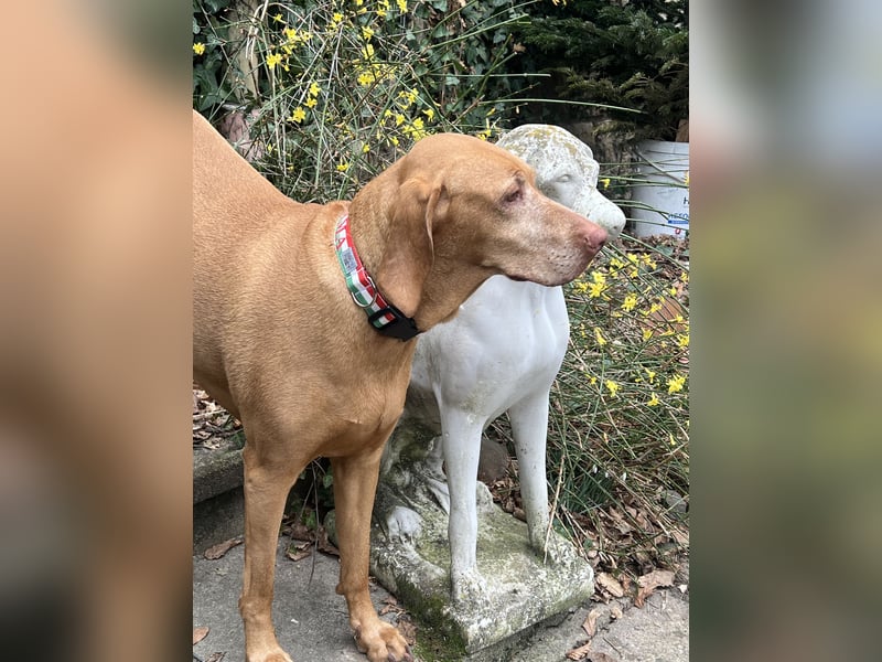 Hundebetreuung /Hundepension Ingelheim am Rhein