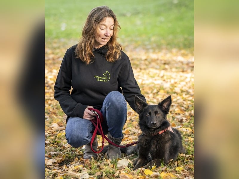 Hundebetreuung für Tierschutzhunde!