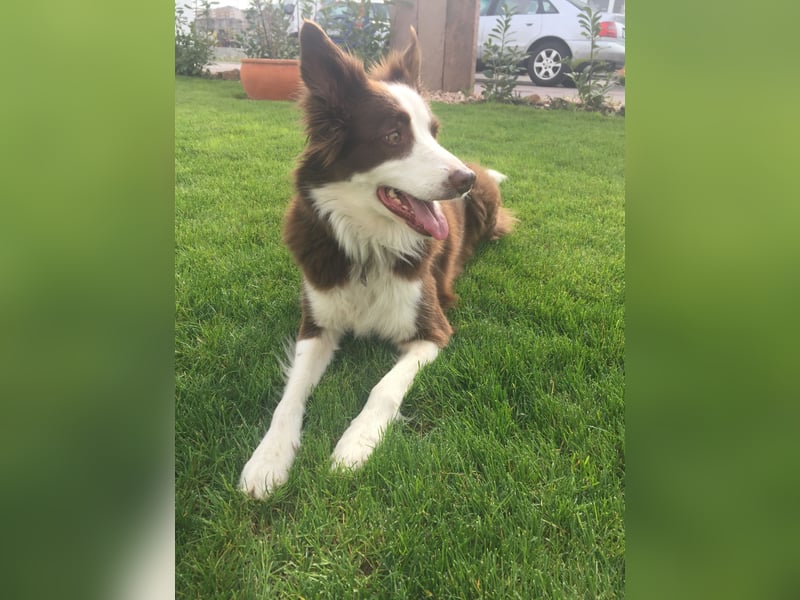 Hundebetreuung in Frankfurt gesucht? Hier bin ich :)