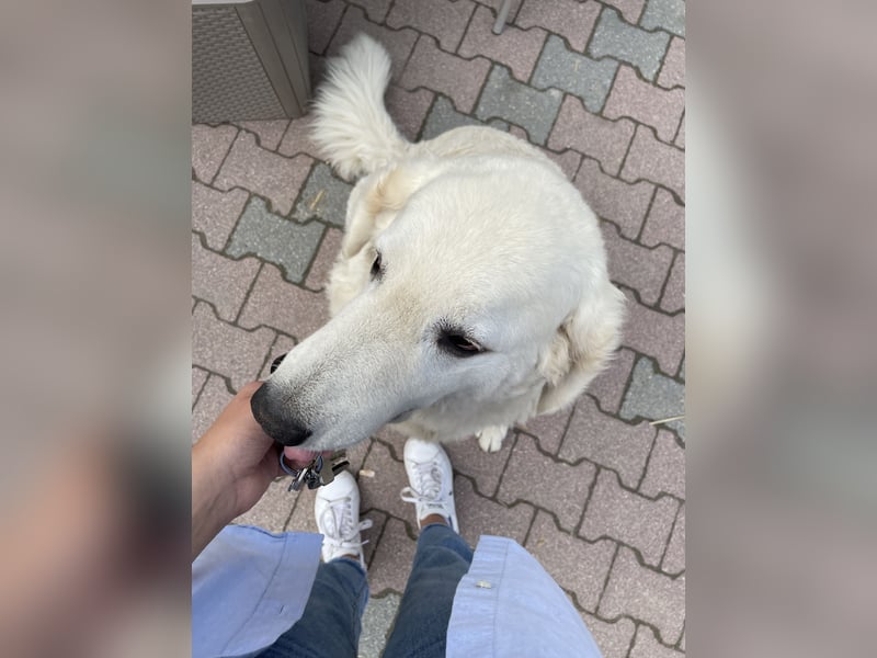 Hundebetreuung in Frankfurt gesucht? Hier bin ich :)