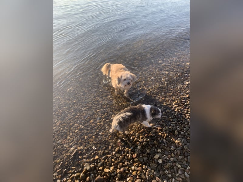 Hundebetreuung Sommerferien