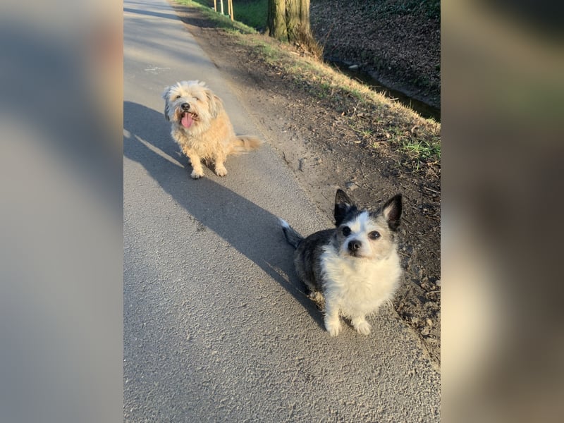 Hundebetreuung Sommerferien