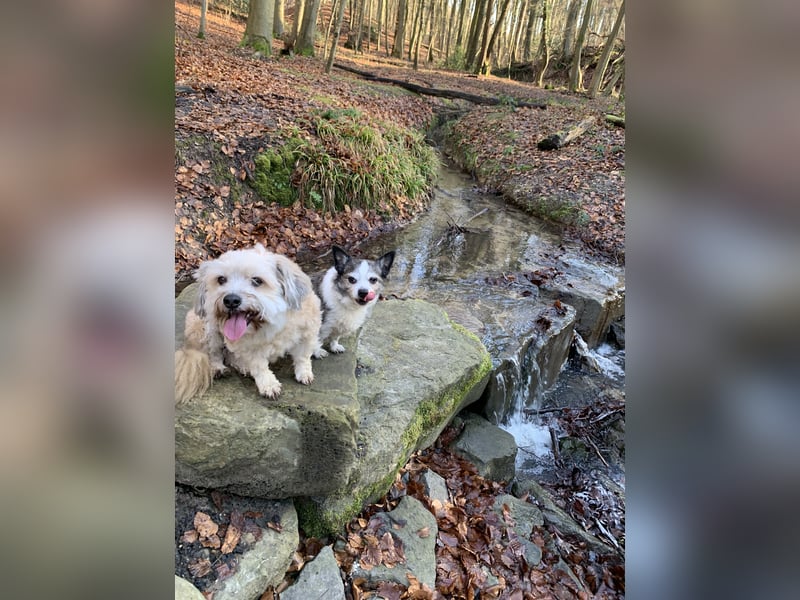 Hundebetreuung Sommerferien