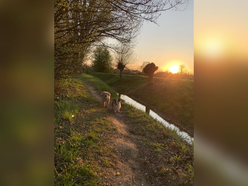 Hundebetreuung Sommerferien