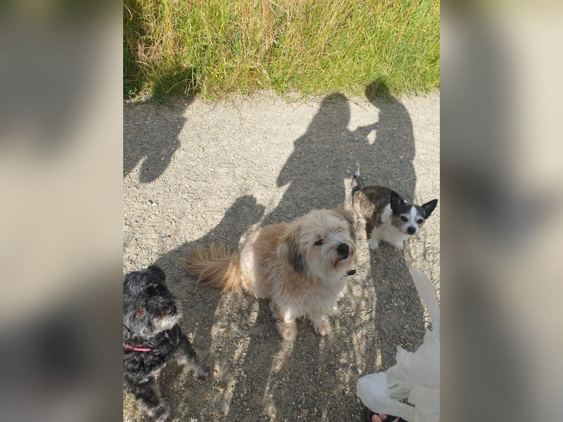 Hundebetreuung Sommerferien