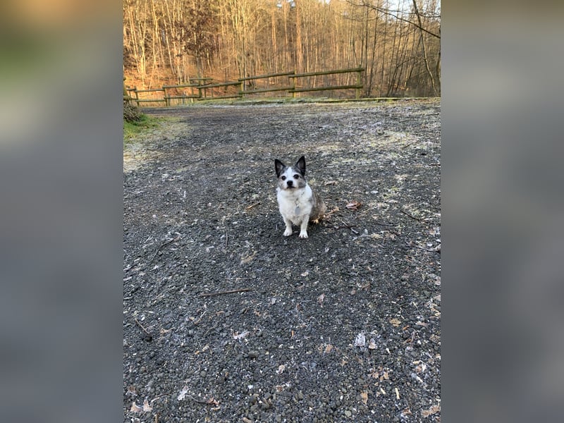 Hundebetreuung Sommerferien
