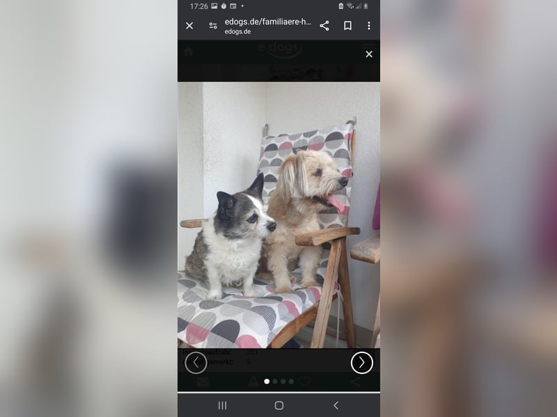 Hundebetreuung Sommerferien
