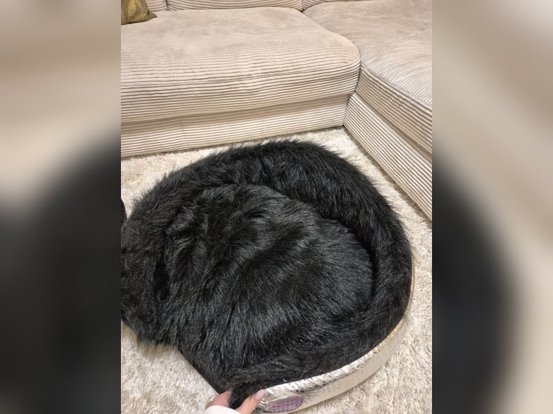 Hundebett / Bettchen für Hunde / Hundekissen