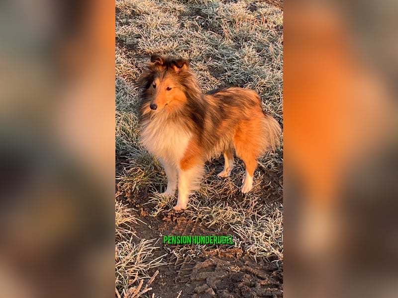 Hundepension, Hundebetreuung