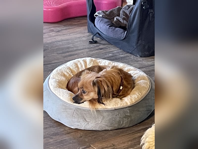 Hundepension, Hundebetreuung