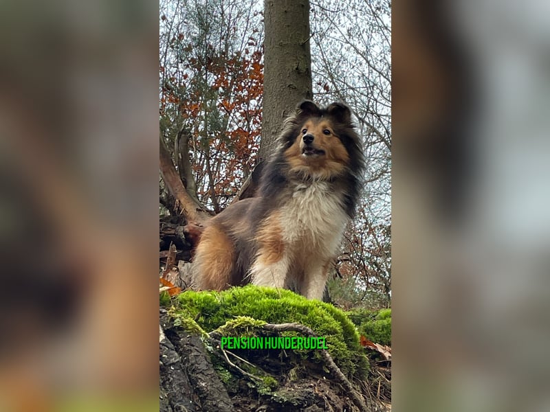 Hundepension, Hundebetreuung