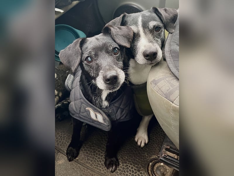 Hundepension, Hundebetreuung