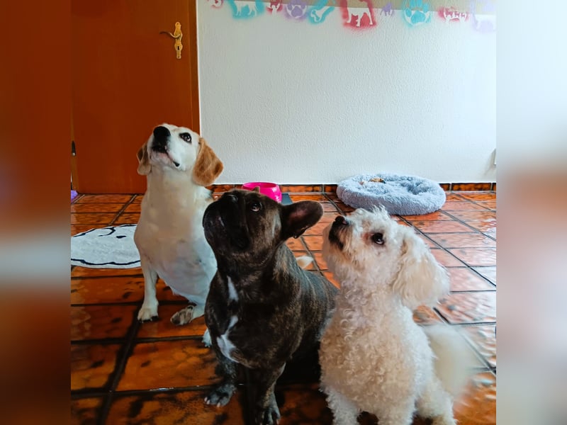 Hundepension Edelhof - speziell für Minis!