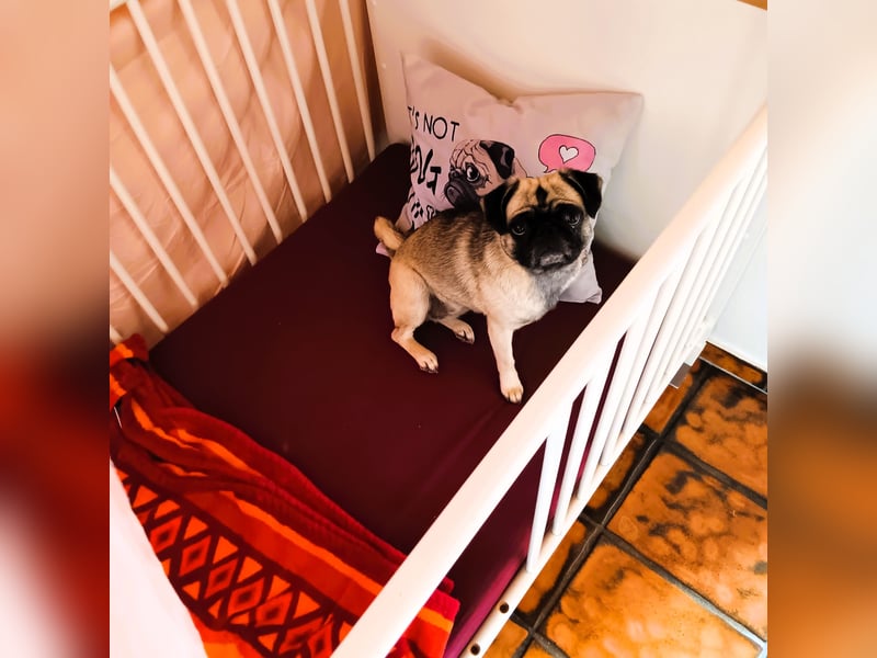 Hundepension Edelhof - speziell für Minis!