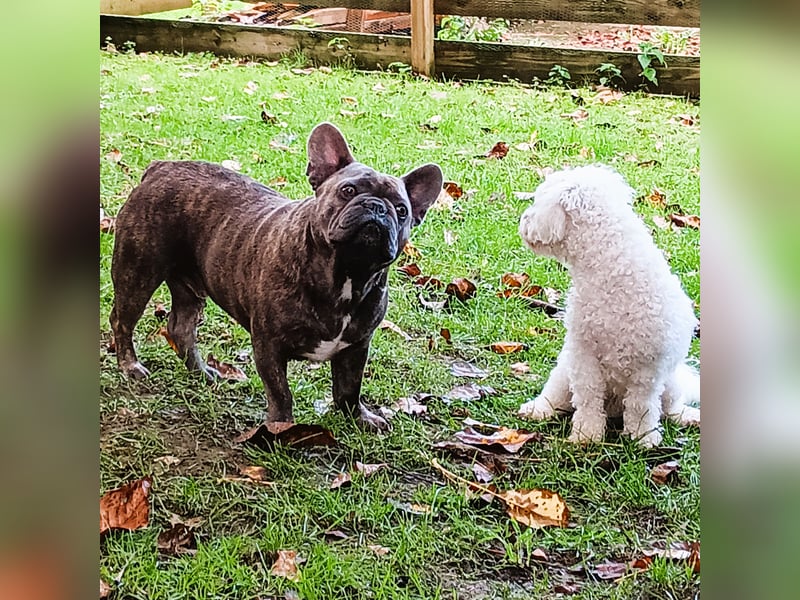 Hundepension Edelhof - speziell für Minis!