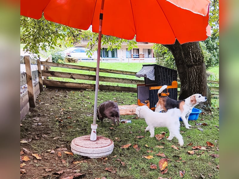 Hundepension Edelhof - speziell für Minis!