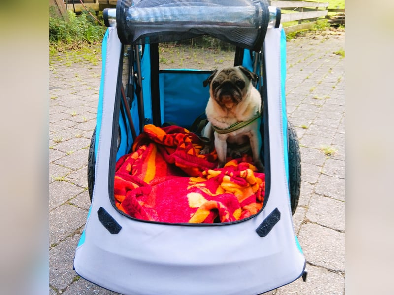 Hundepension Edelhof - speziell für Minis!