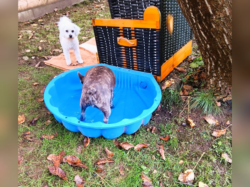 Hundepension Edelhof - speziell für Minis!