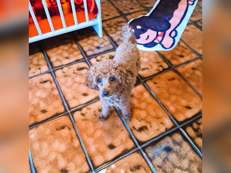 Hundepension Edelhof - speziell für Minis!