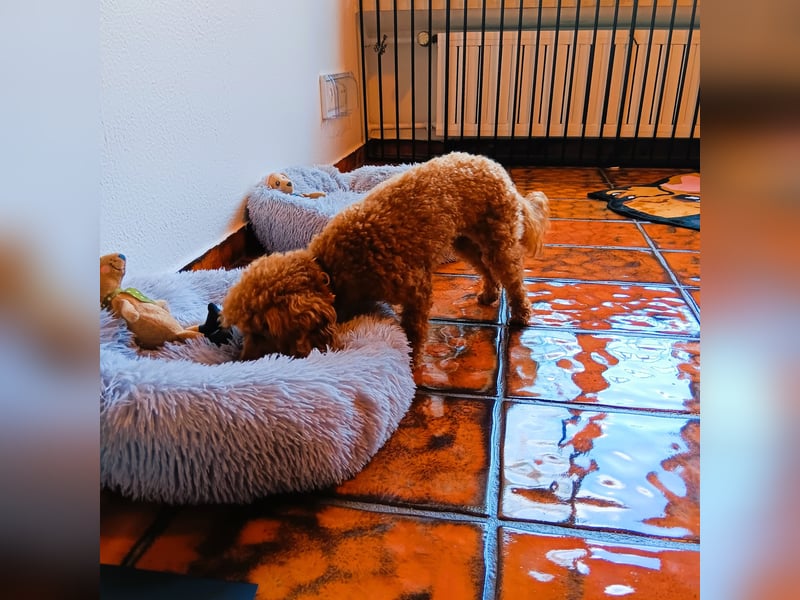 Hundepension Edelhof - speziell für Minis!