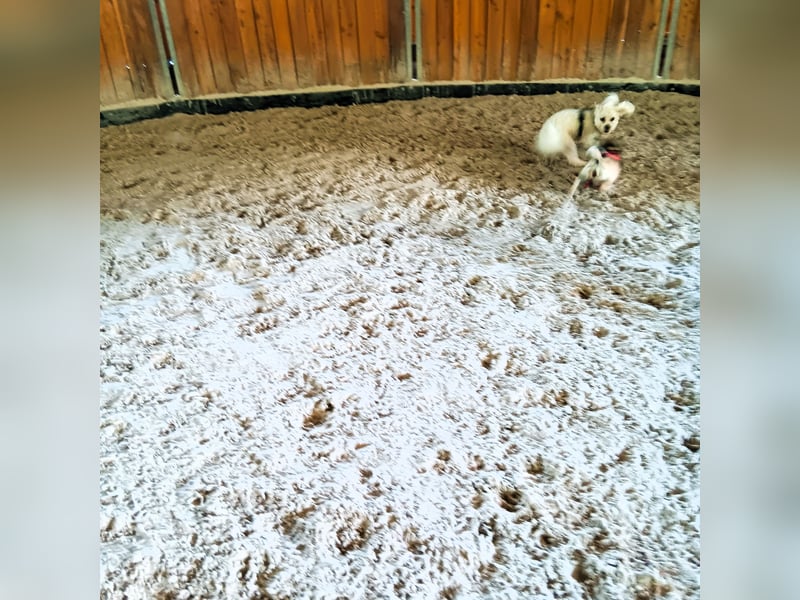 Hundepension Edelhof - speziell für Minis!