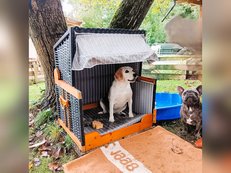 Hundepension Edelhof - speziell für Minis!