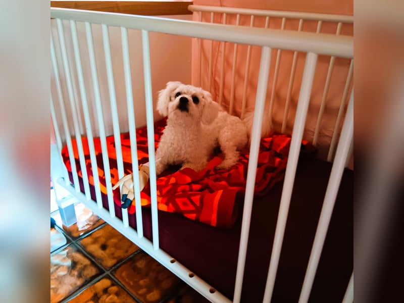 Hundepension Edelhof - speziell für Minis!