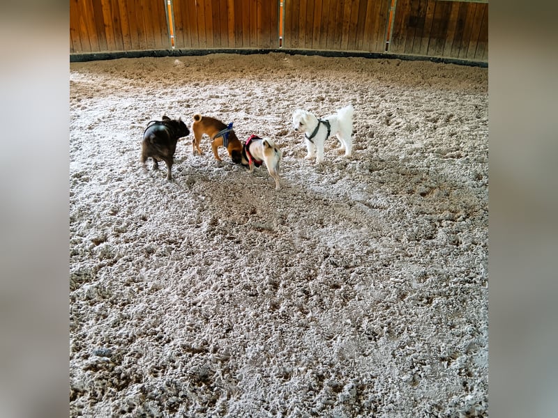 Hundepension Edelhof - speziell für Minis!