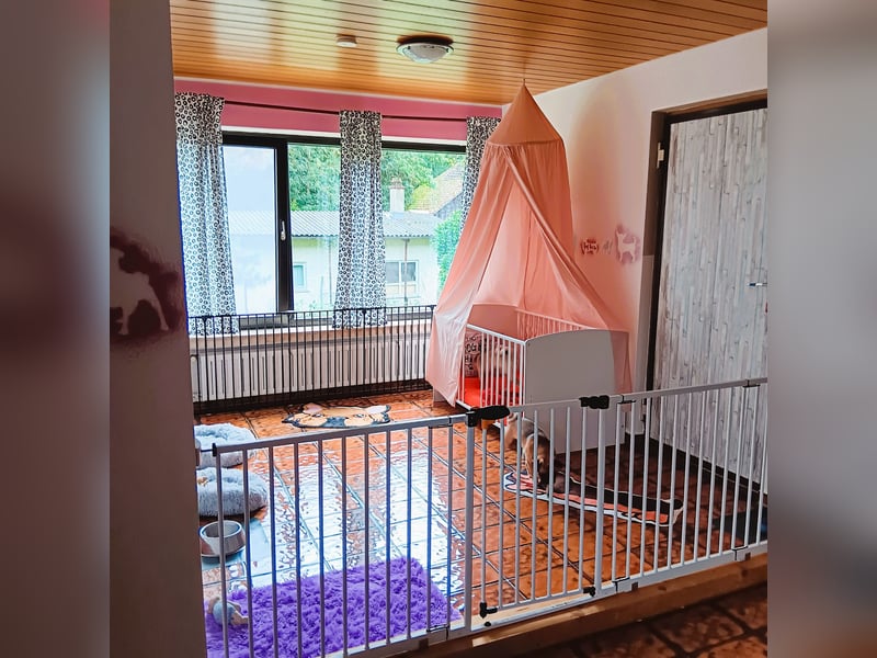 Hundepension Edelhof - speziell für Minis!