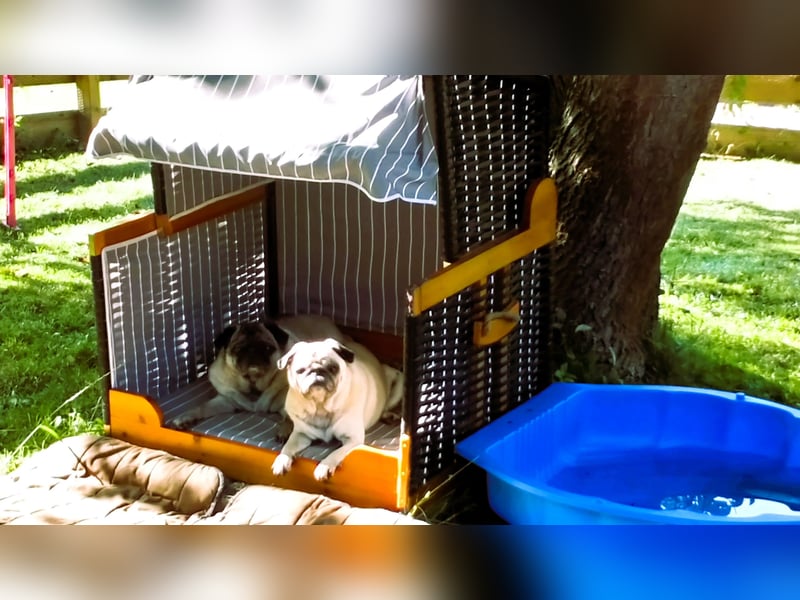 Hundepension Edelhof - speziell für Minis!