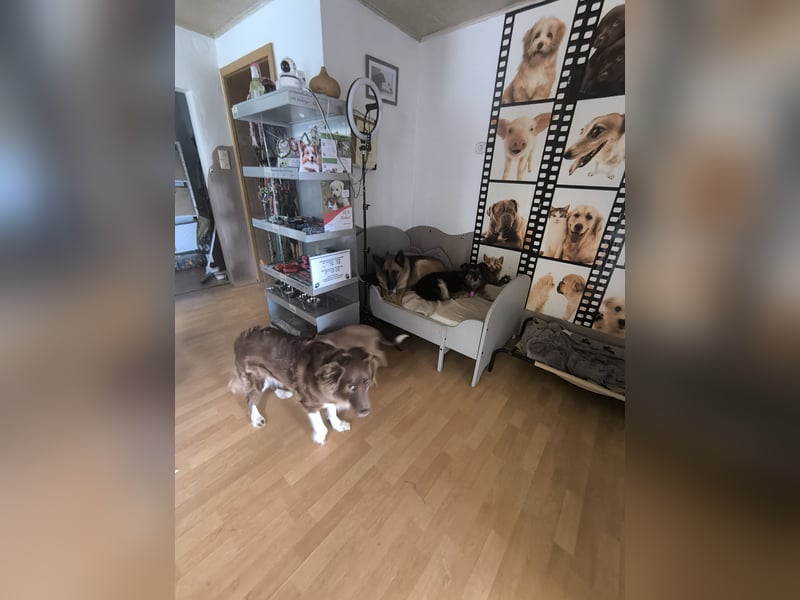 Hundepension mit Familienanschluss