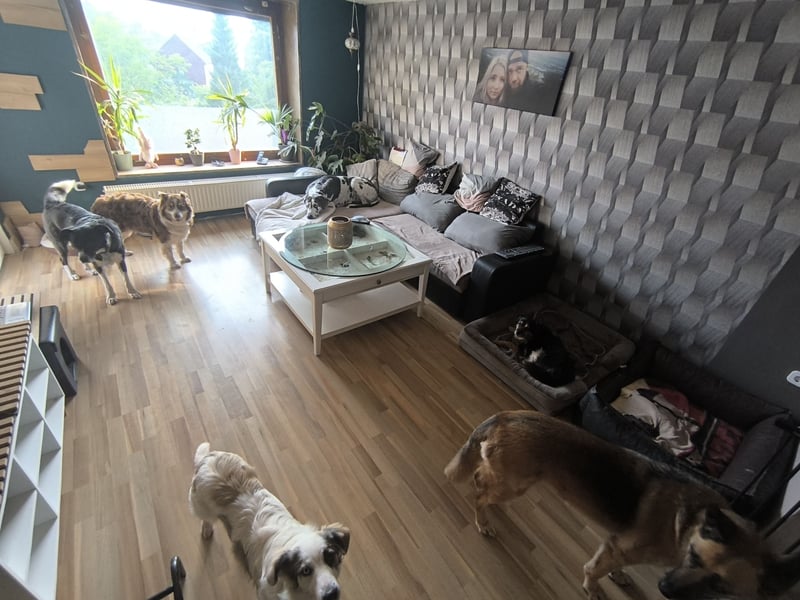 Hundepension mit Familienanschluss