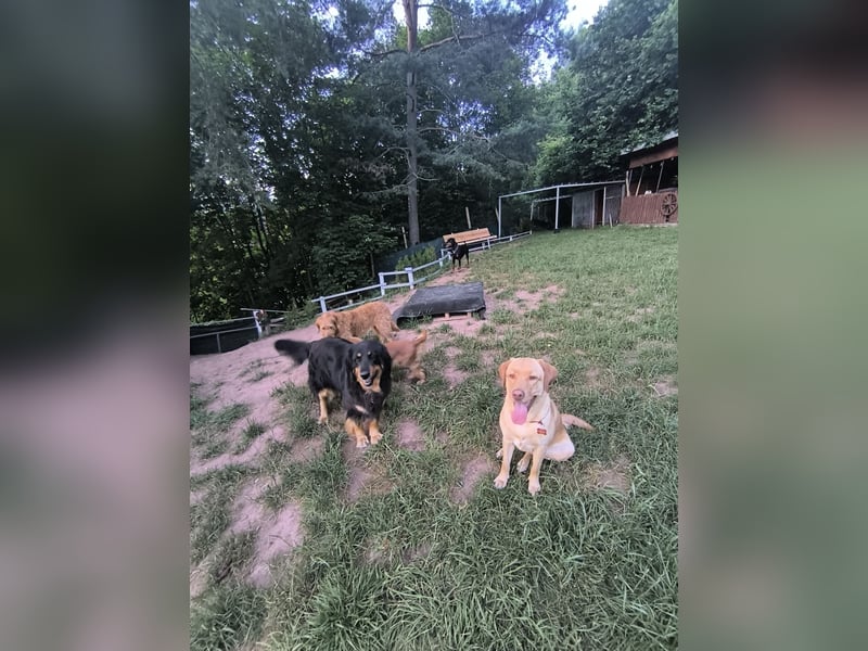 Hundepension mit Familienanschluss
